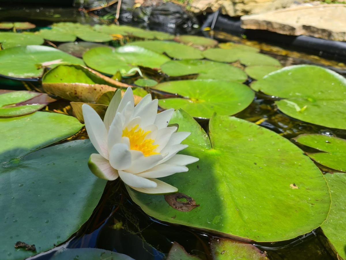 La Suite Melusine - Spa Du Souffle Du Saule Buhl-Lorraine Bagian luar foto